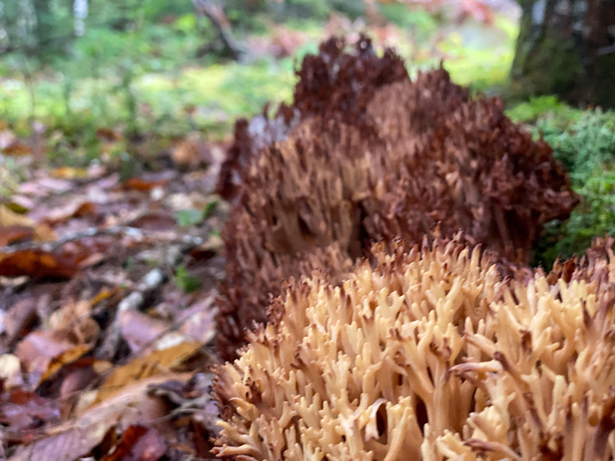 0 Ski Trail Road Lincoln, ME 04457 - Photo 14 of 20 Photo Sep 21, 7 36 14 AM