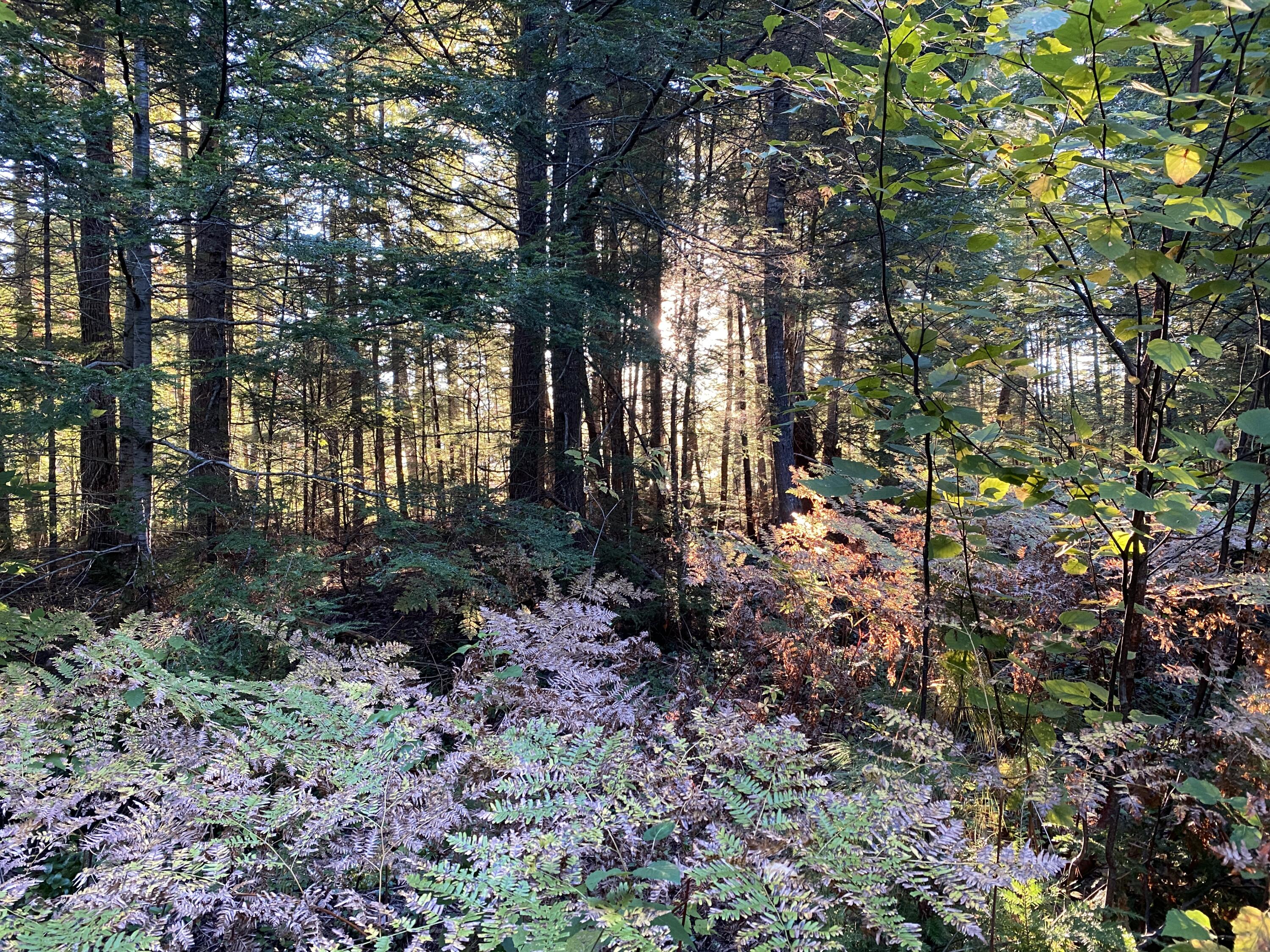 0 Ski Trail Road Lincoln, ME 04457 - Photo 15 of 20 Photo Sep 25 2022, 7 13 19 AM