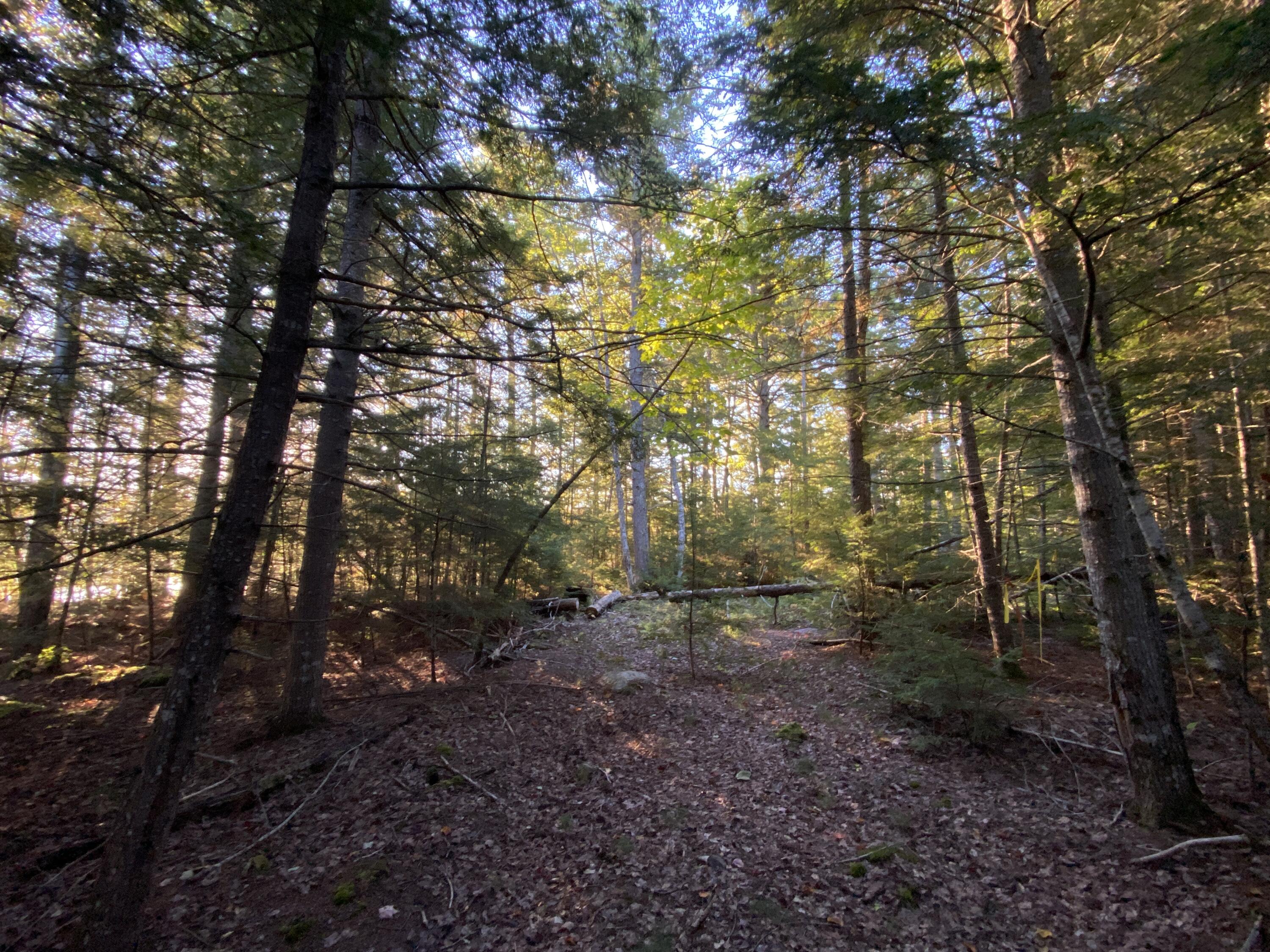 0 Ski Trail Road Lincoln, ME 04457 - Photo 17 of 20 Photo Sep 25 2022, 7 14 25 AM