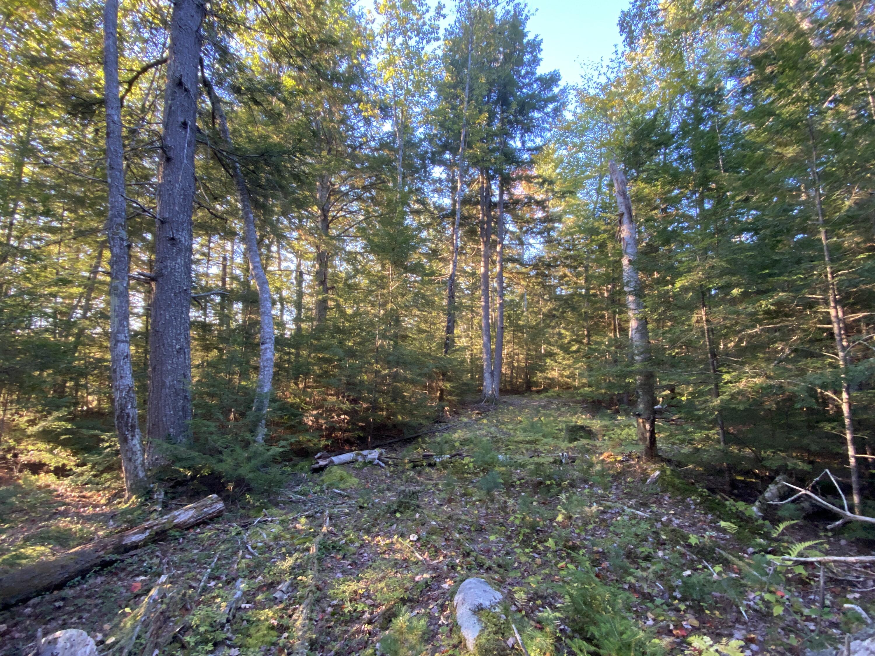 0 Ski Trail Road Lincoln, ME 04457 - Photo 18 of 20 Photo Sep 25 2022, 7 14 46 AM