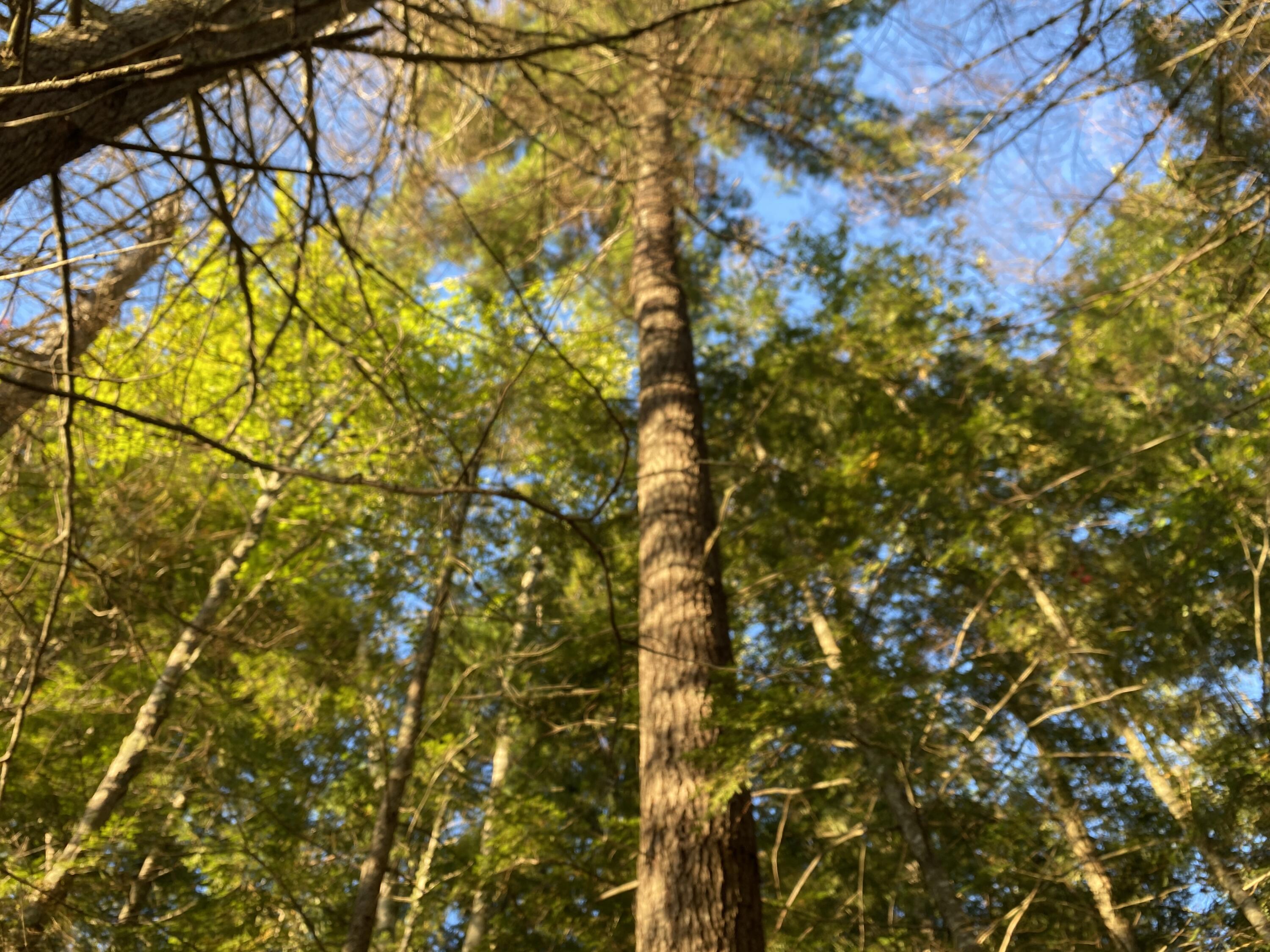 0 Ski Trail Road Lincoln, ME 04457 - Photo 20 of 20 Photo Sep 25 2022, 7 15 43 AM