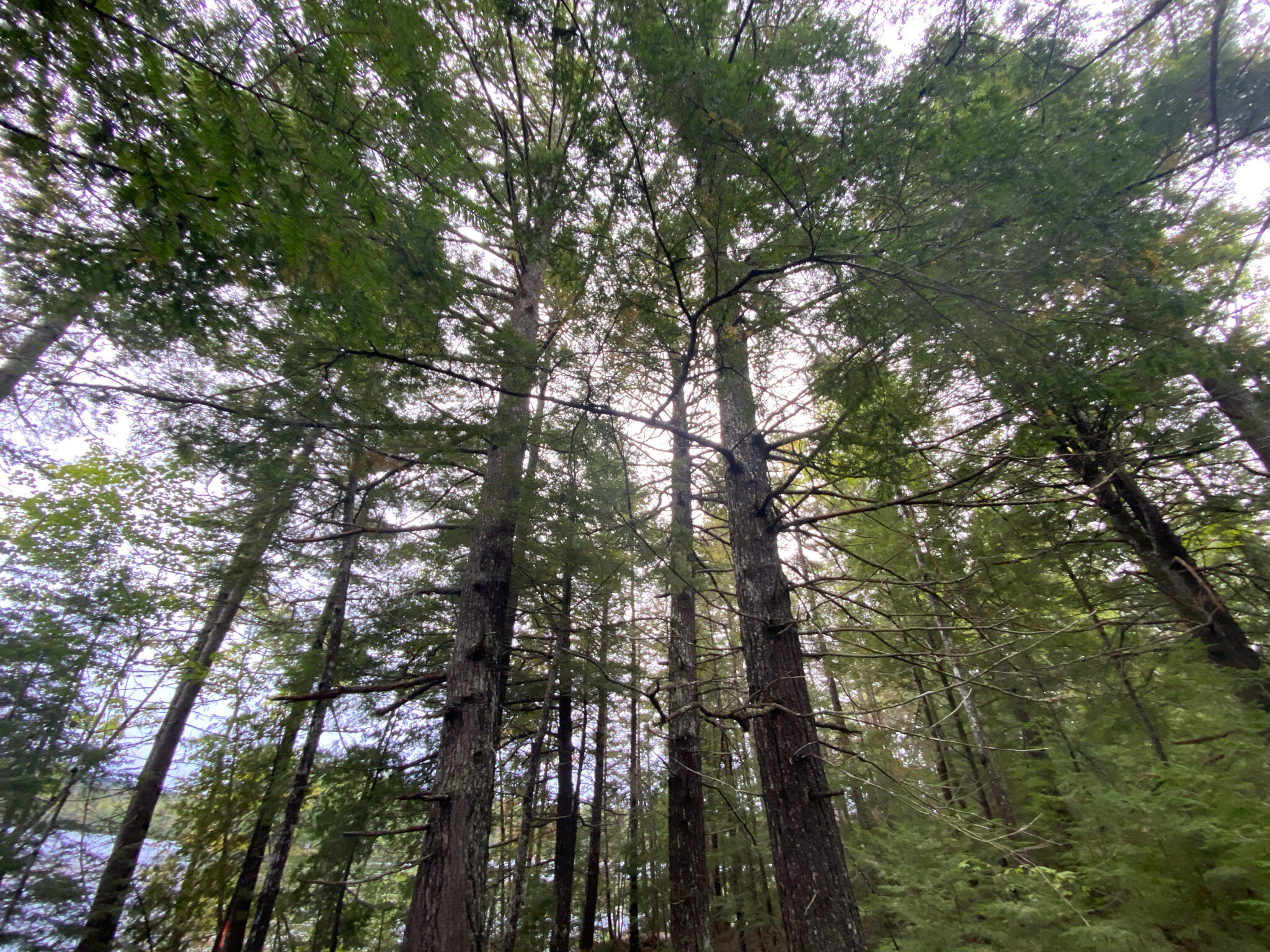 0 Ski Trail Road Lincoln, ME 04457 - Photo 6 of 20 Photo Sep 21, 7 29 27 AM