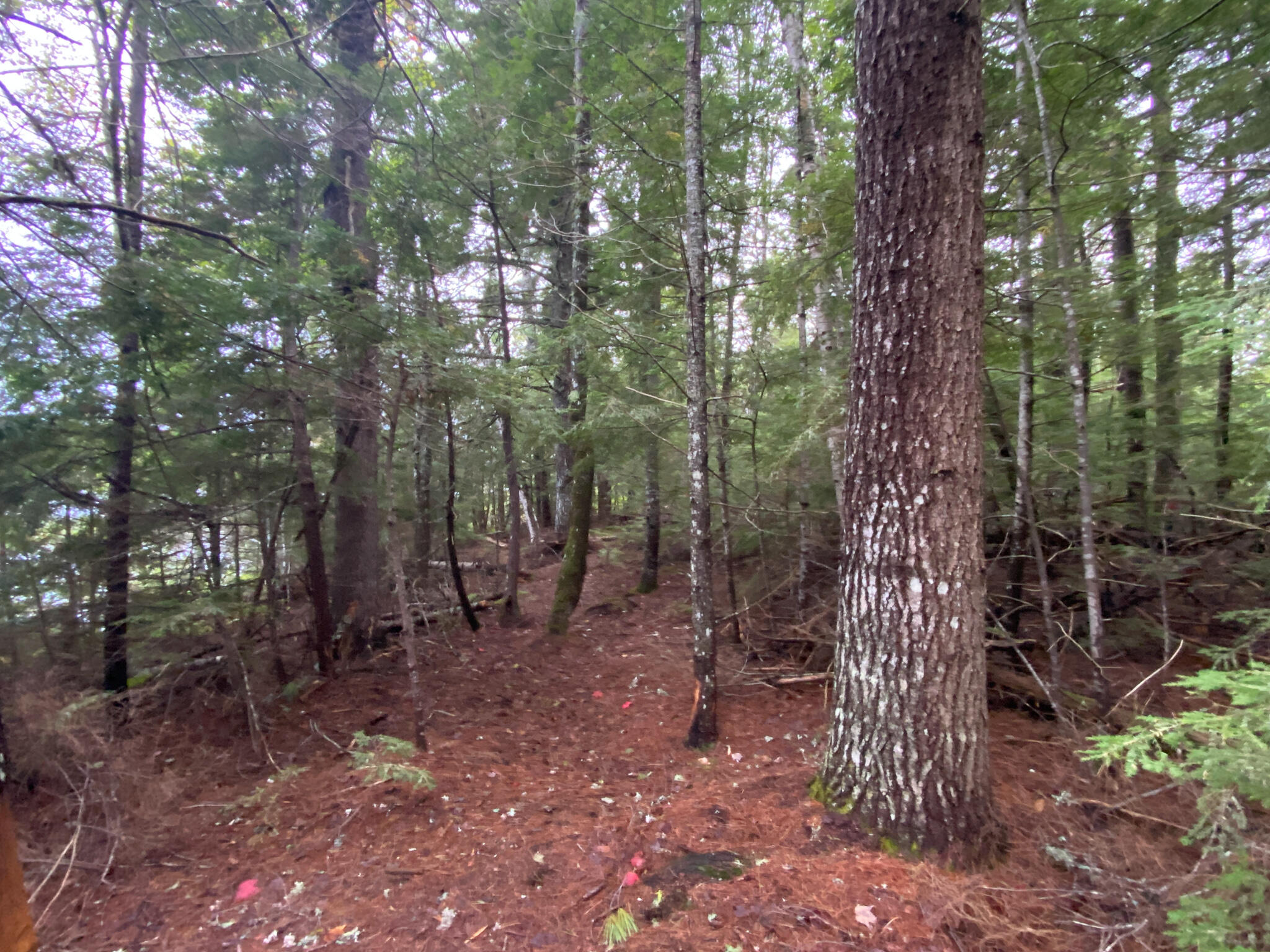 0 Ski Trail Road Lincoln, ME 04457 - Photo 8 of 20 Photo Sep 21, 7 31 02 AM