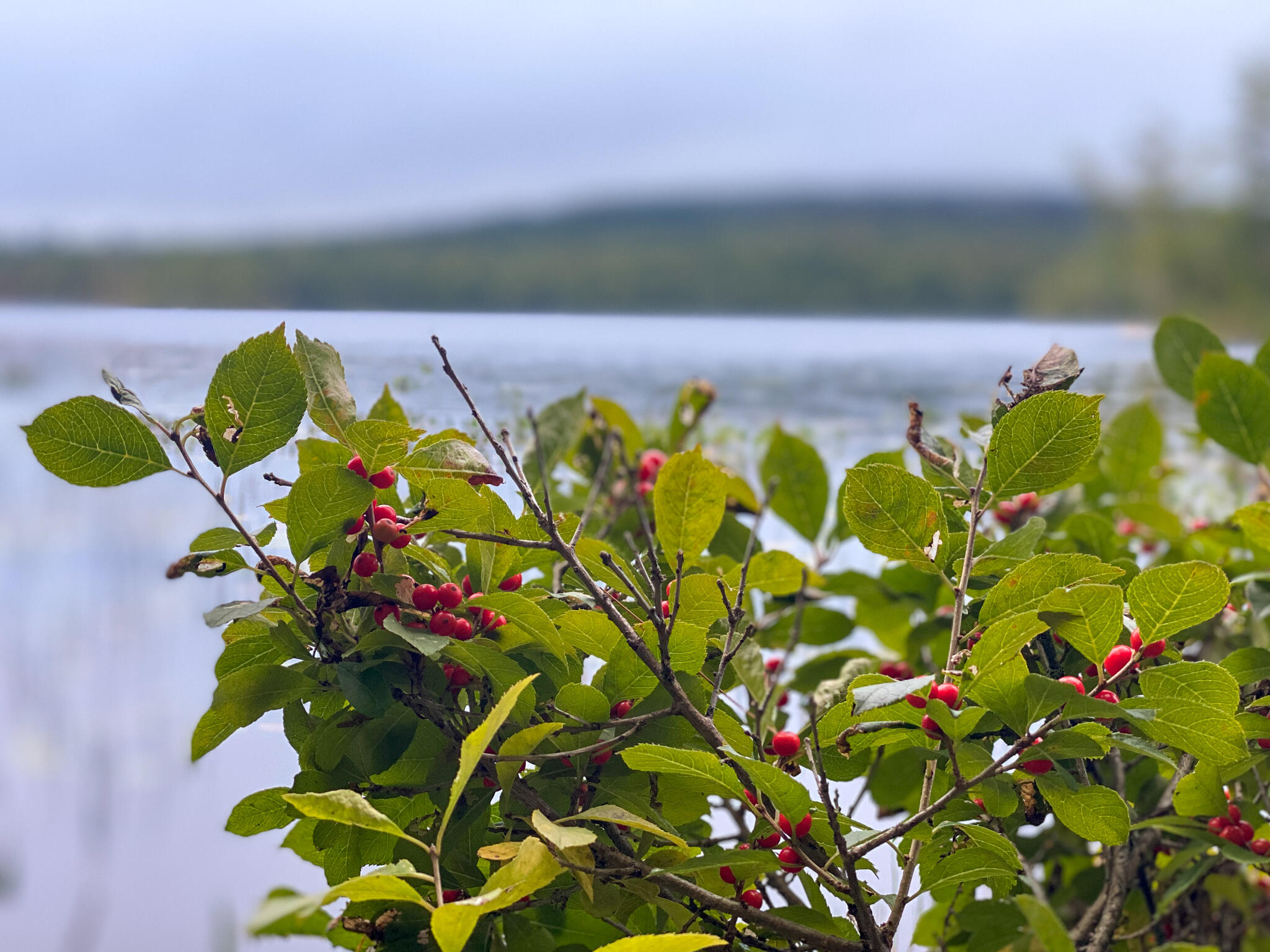 0 Ski Trail Road Lincoln, ME 04457 - Photo 10 of 20 Photo Sep 21, 7 34 04 AM