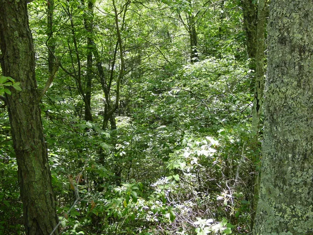 $20,000 | Summit Drive, Monterey, VA 24465