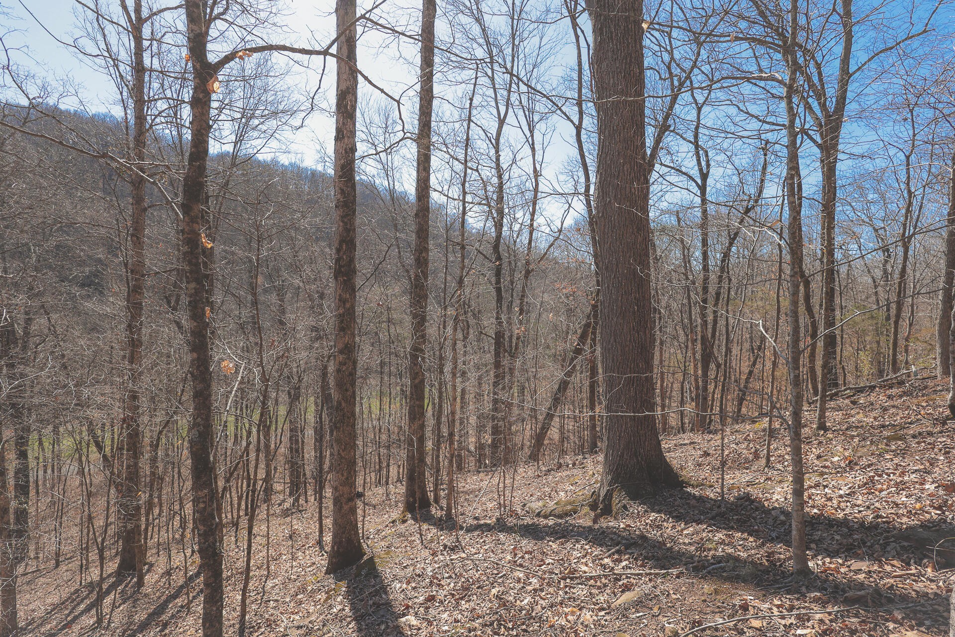 0 Fisher Hollow Road Georgetown, TN 37336 - Photo 3 of 81 Gallery Image 3