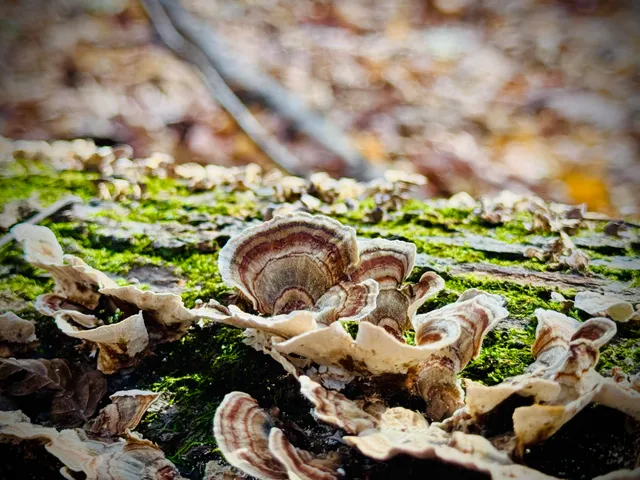 $650,000 | 6629 West East Road, Three Oaks, MI 49128