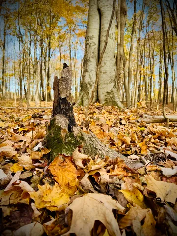 $650,000 | 6629 West East Road, Three Oaks, MI 49128