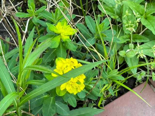 $650,000 | 6629 West East Road, Three Oaks, MI 49128