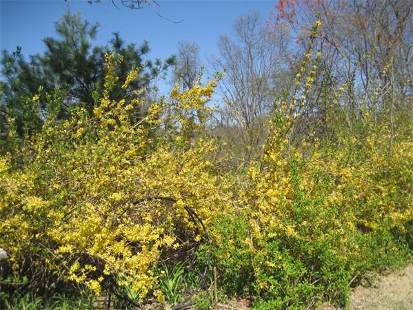 239 Ayer Road, Unit 57 Littleton, MA 01460 - Photo 6 of 6 Gallery Image 6
