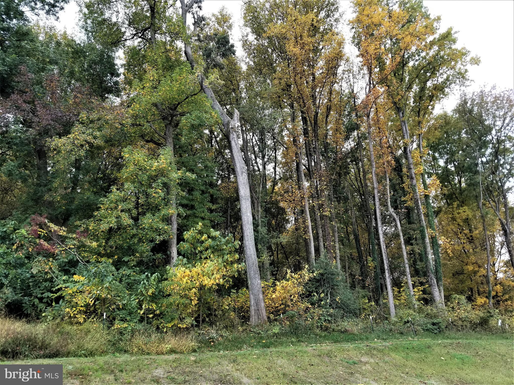 2638 Sequoia Lane Gambrills, MD 21054 - Photo 13 of 14 a view of a forest