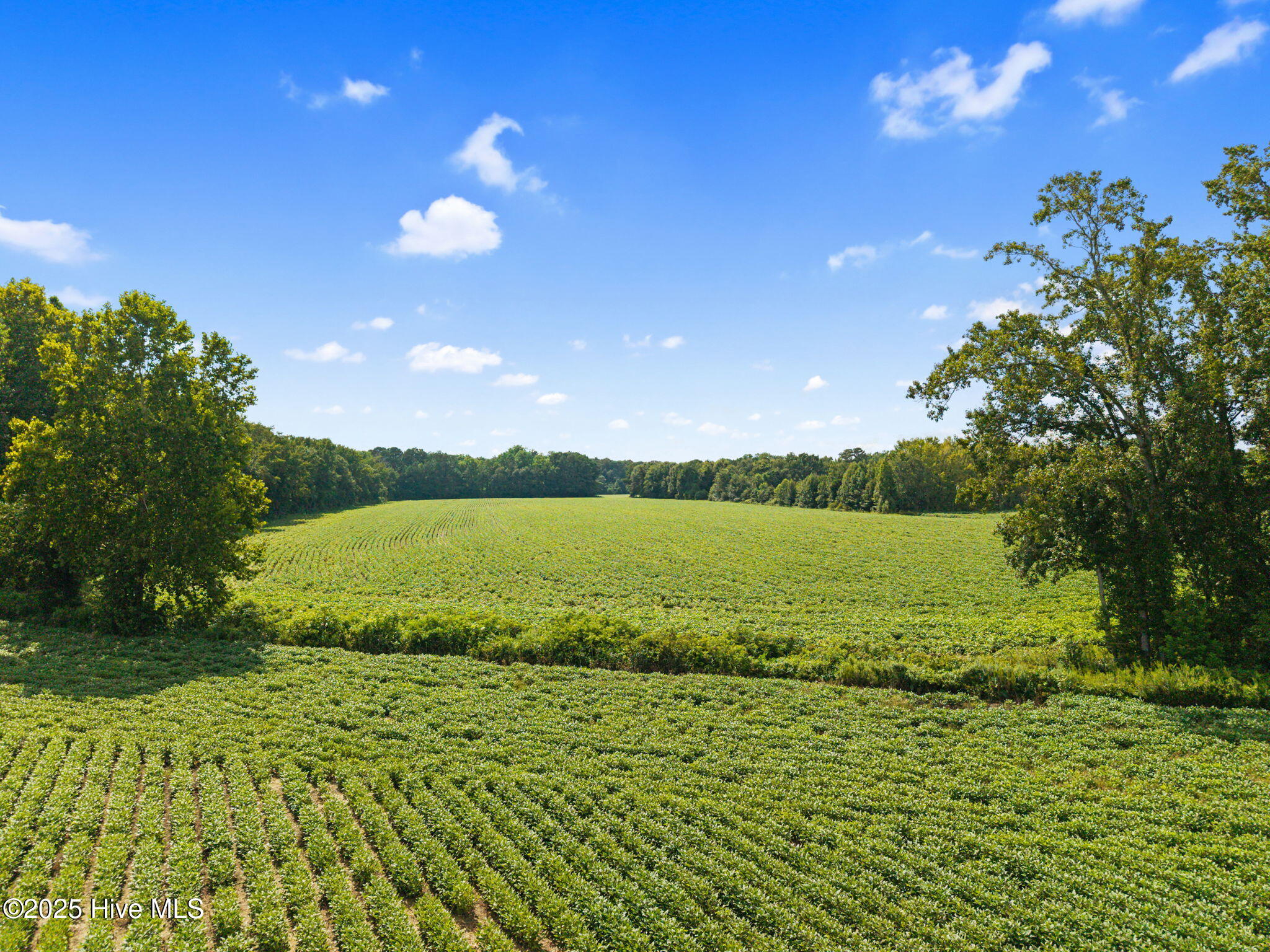 0 Doodle Hill Road Cerro Gordo, NC 28430 - Photo 9 of 19 11-web-or-mls-CAMMediaLLC.com (11 of 19)