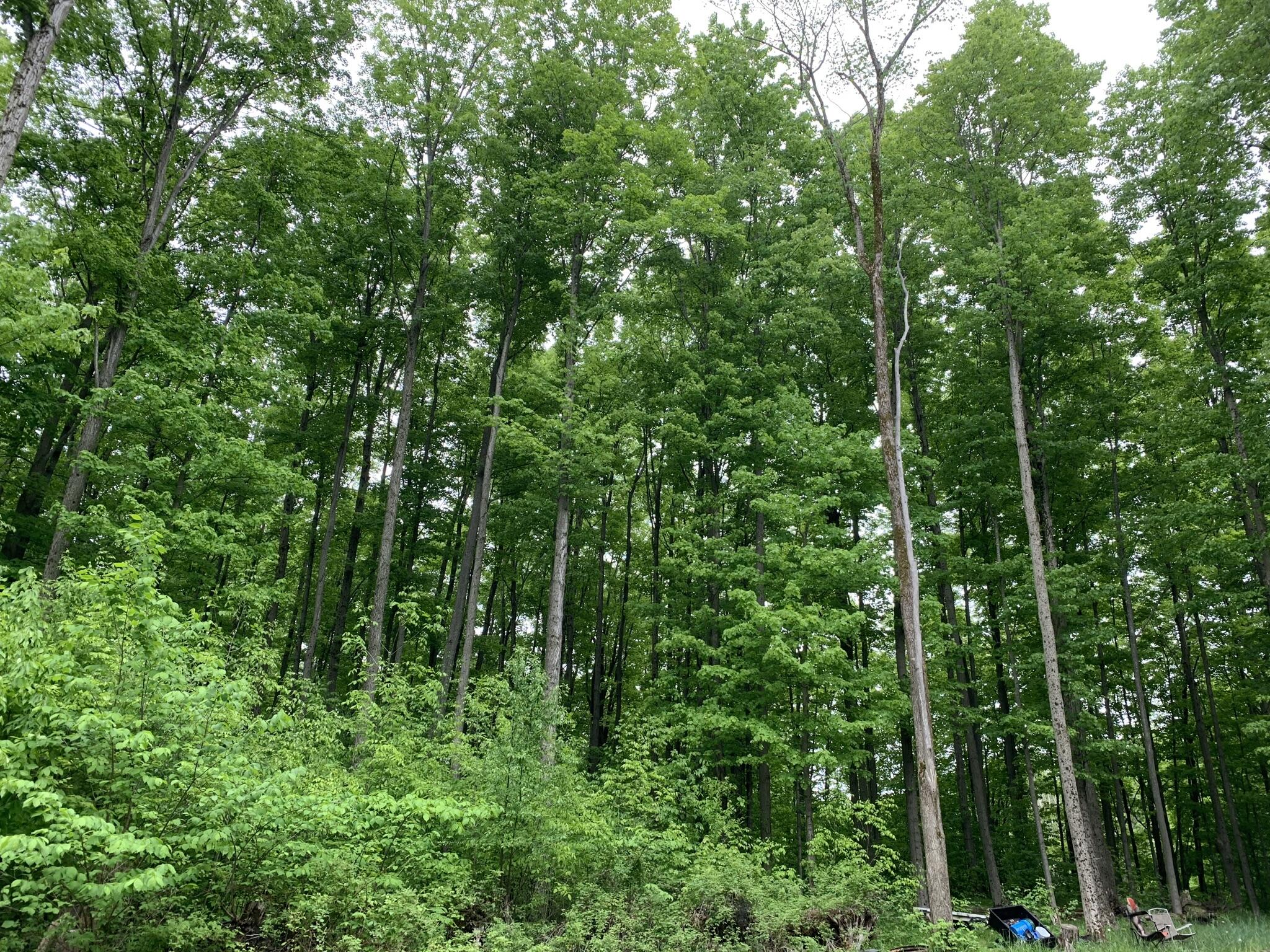 North Hawkins Road Tustin, MI 49656 - Photo 1 of 2 IMG_1932