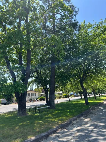 a tree in the middle of a garden