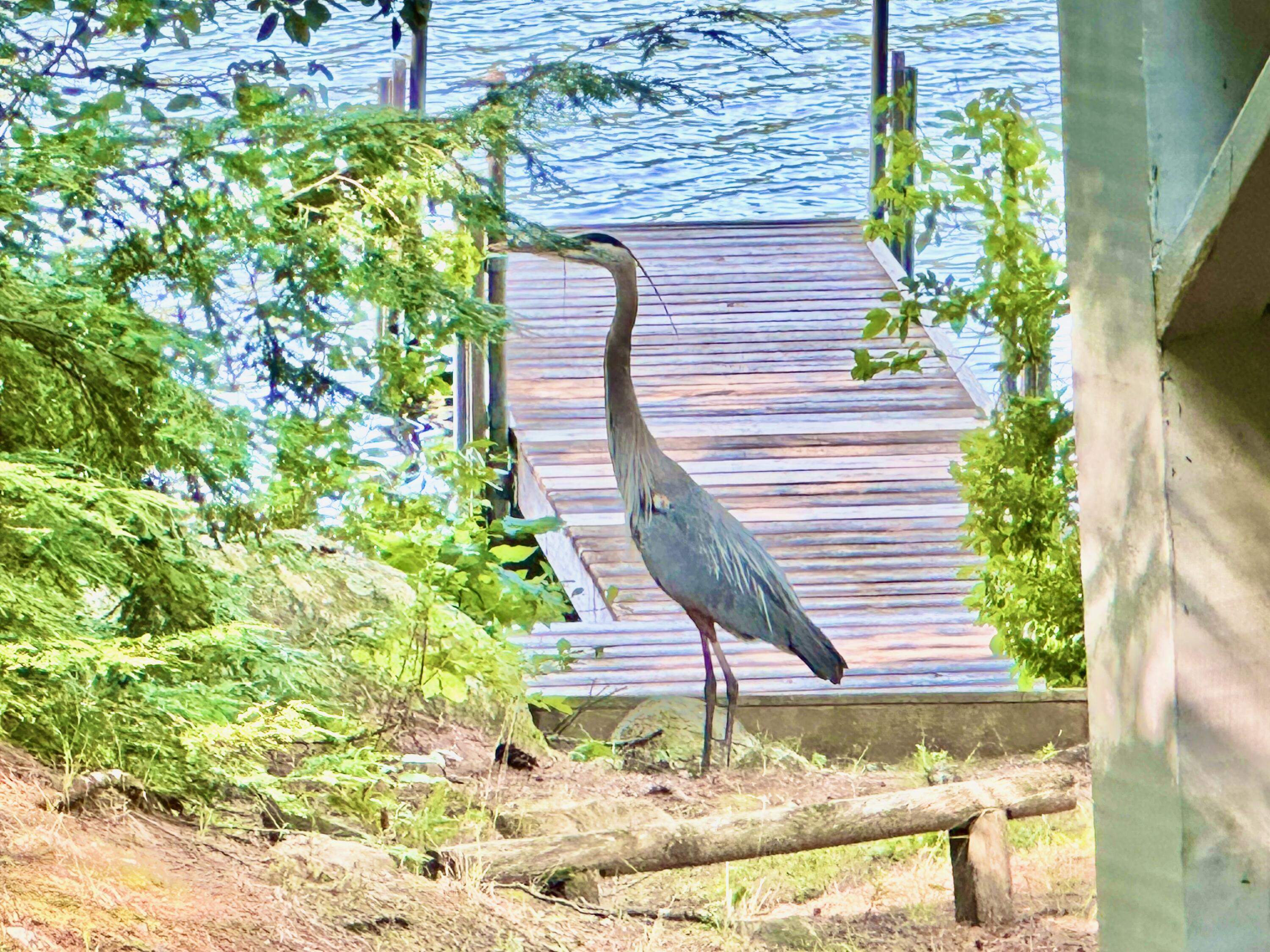 131 Peninsula Drive Rome, ME 04963 - Photo 68 of 88 BLUE HERON