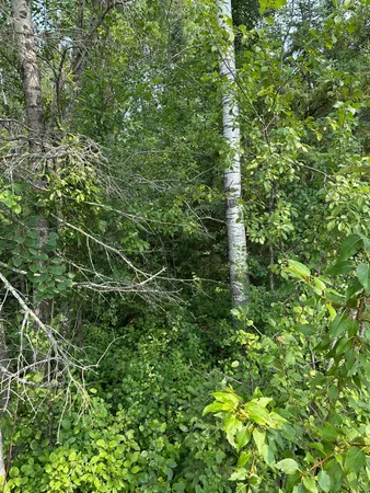 $35,000 | 107 County Road 107, International Falls, MN 56649