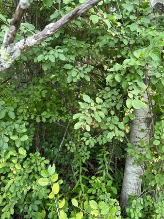 $35,000 | 107 County Road 107, International Falls, MN 56649