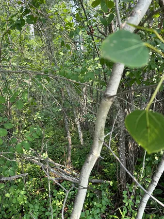 $35,000 | 107 County Road 107, International Falls, MN 56649