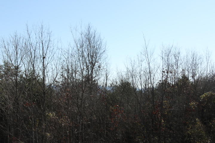 4 Curtis Road Tellico Plains, TN 37385 - Photo 6 of 8 IMG_7498
