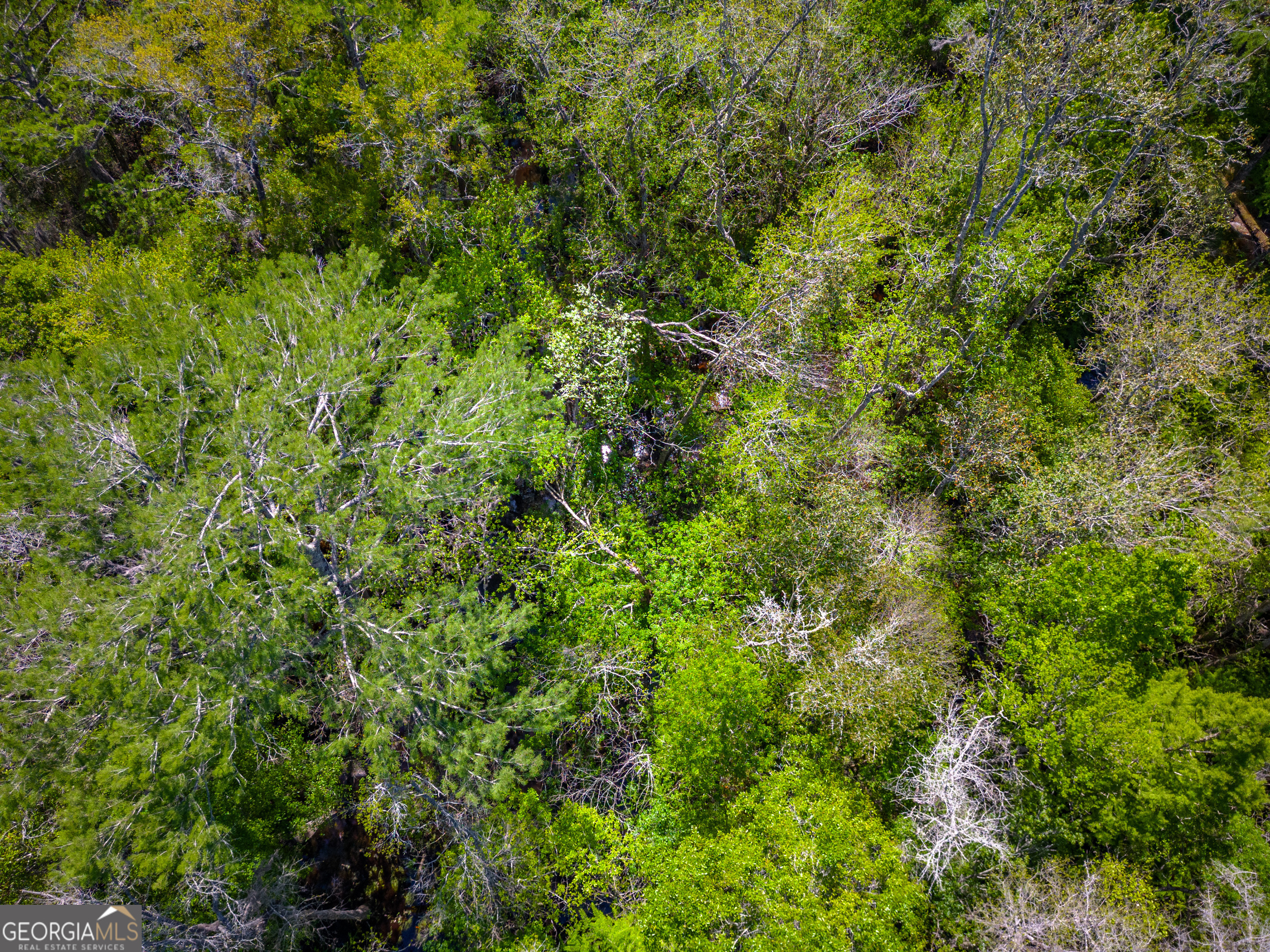 0 Ward Boyette Road Bristol, GA 31518 - Photo 10 of 12