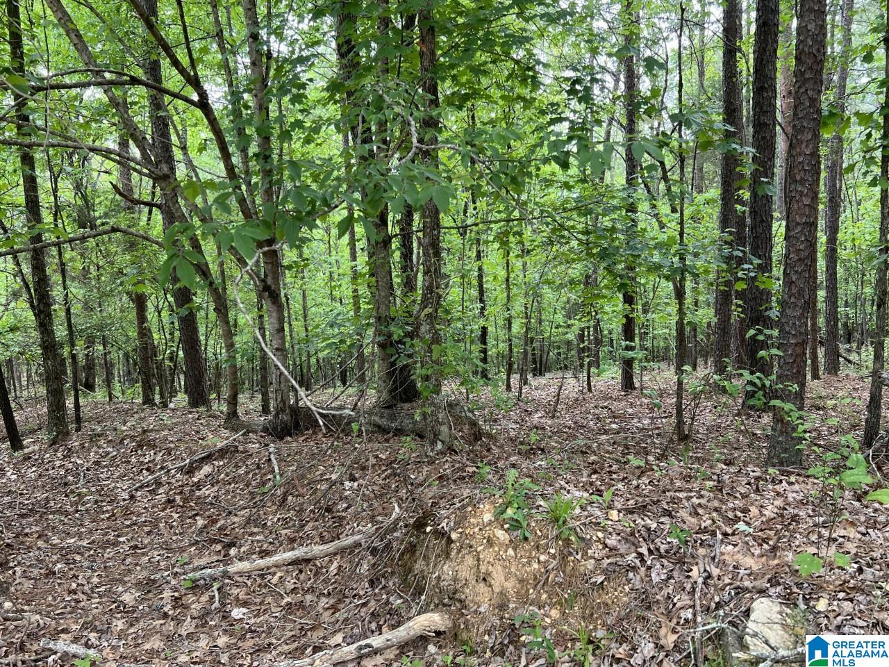 Sunhill Drive Remlap, AL 35133 - Photo 6 of 7