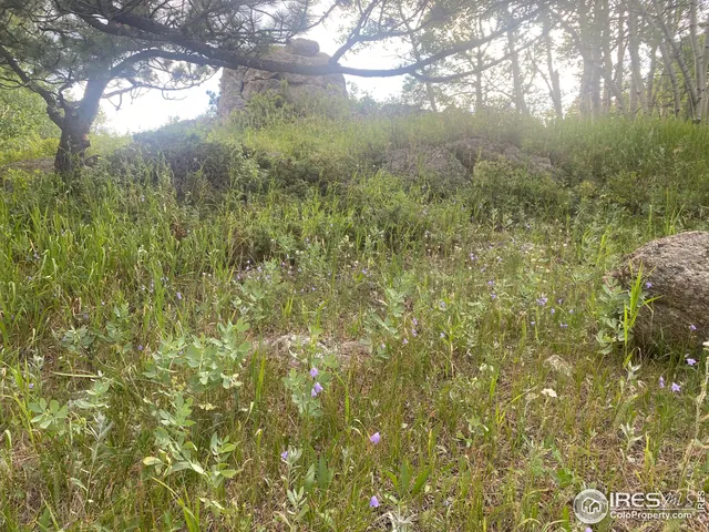 a view of a yard with a tree