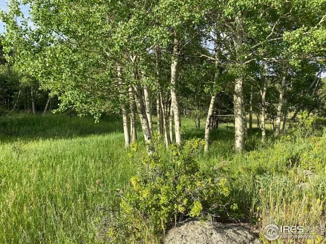 a big yard with lots of green space and plants