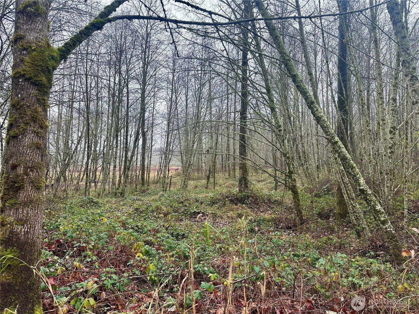 a view of backyard with green space