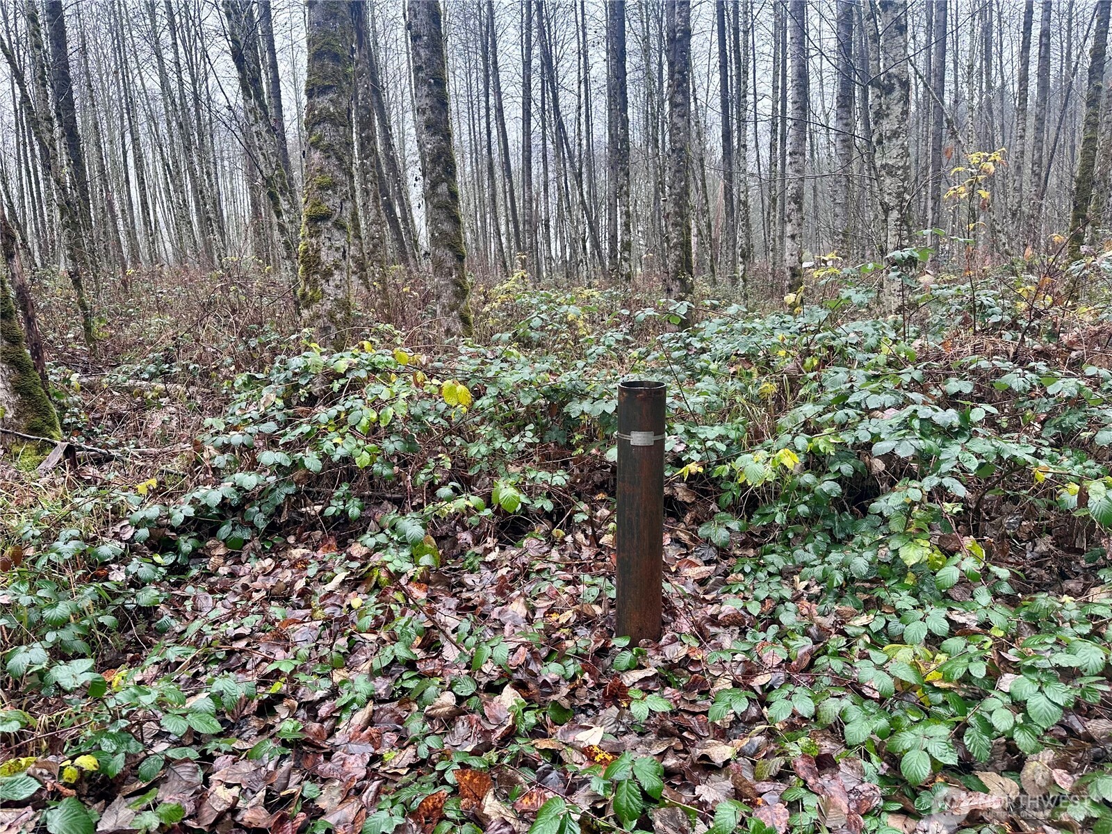 1230 Silverbrook Road Randle, WA 98377 - Photo 3 of 11 a close up of a plant in a garden