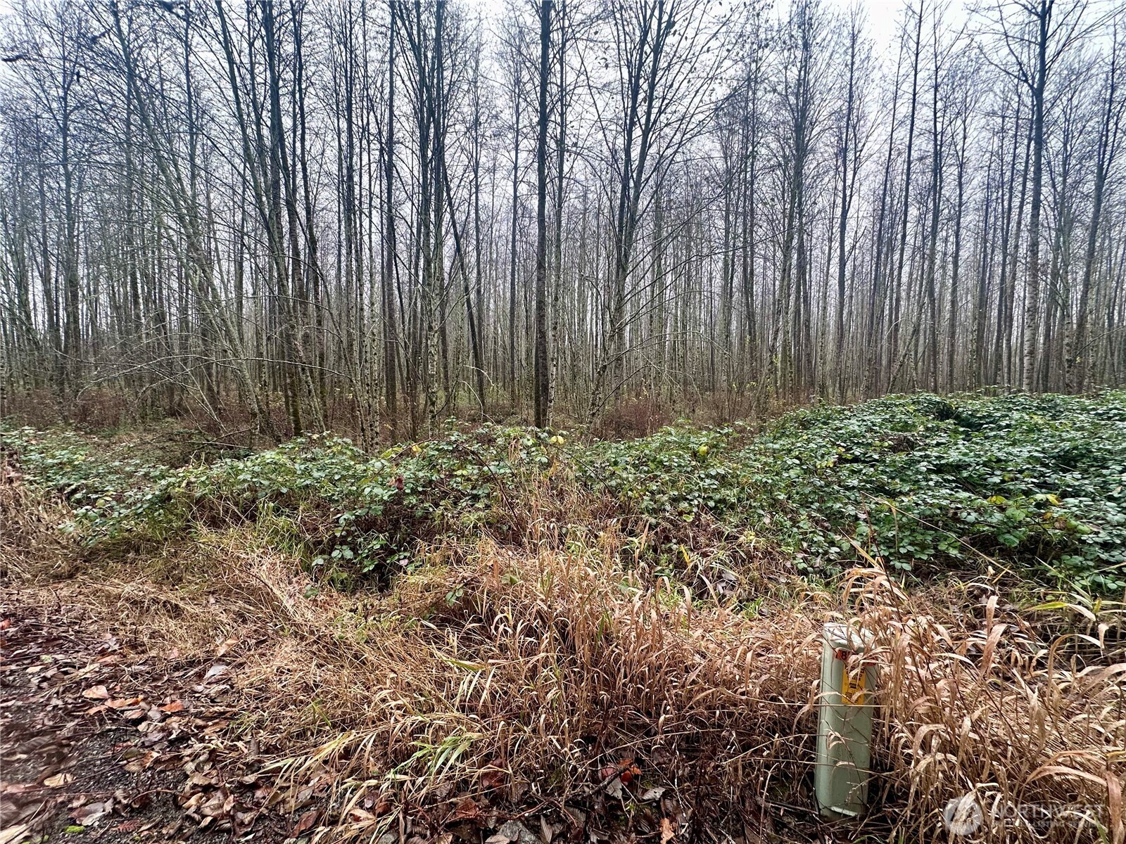 1230 Silverbrook Road Randle, WA 98377 - Photo 4 of 11 a view of small garden