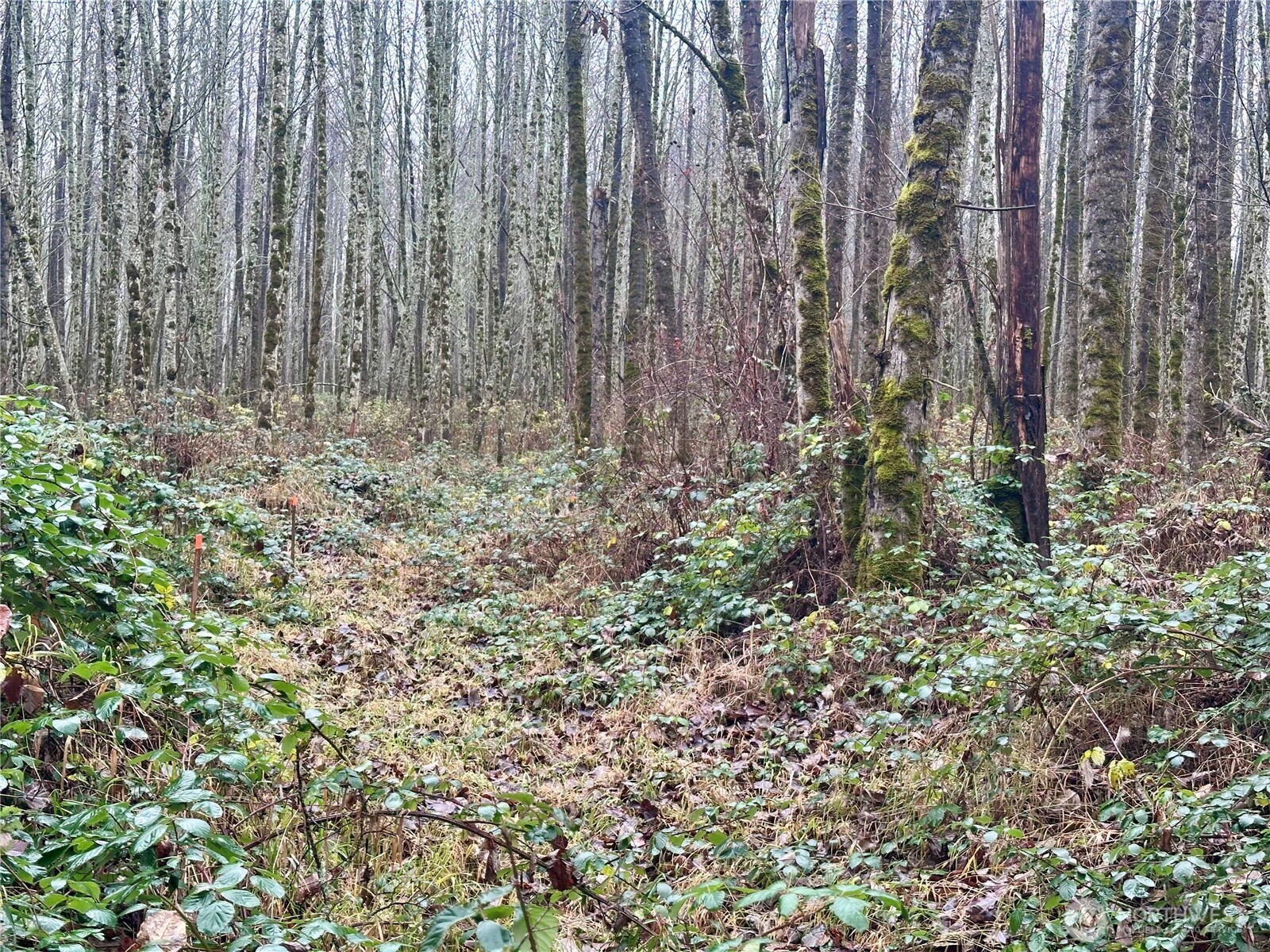 1230 Silverbrook Road Randle, WA 98377 - Photo 6 of 11 a view of small garden with plants