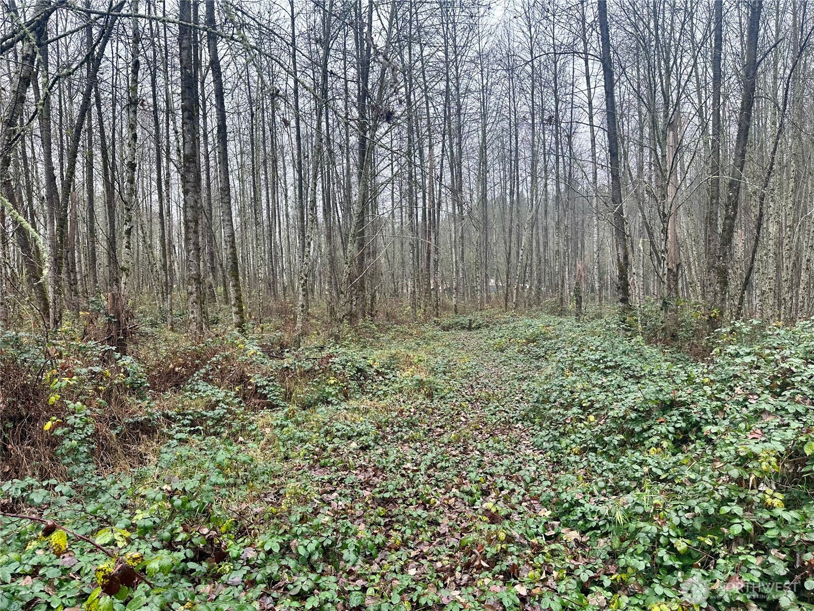 1230 Silverbrook Road Randle, WA 98377 - Photo 7 of 11 a view of outdoor space with wooden floor