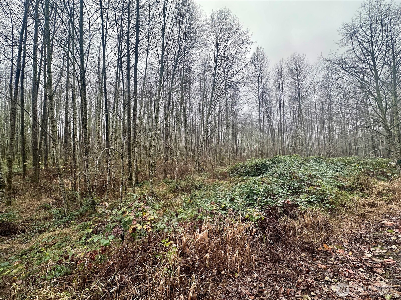 1230 Silverbrook Road Randle, WA 98377 - Photo 8 of 11 a view of backyard with green space