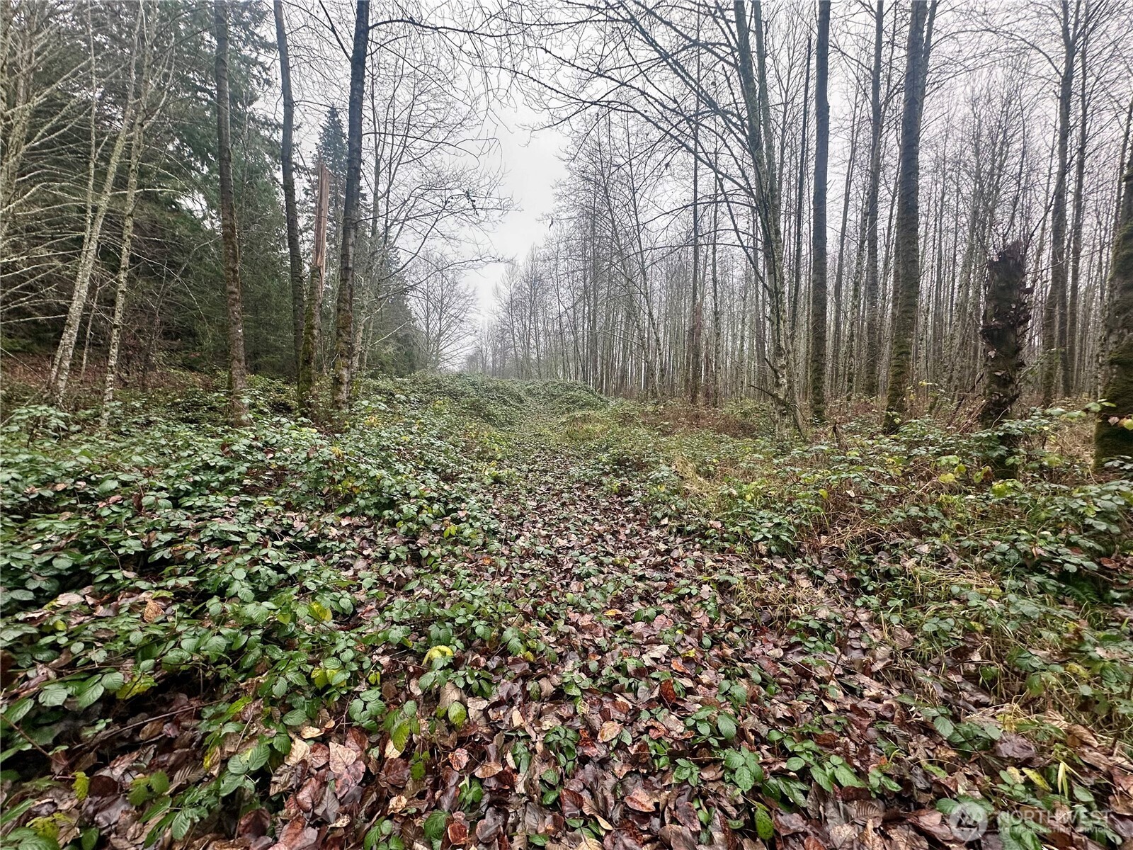 1230 Silverbrook Road Randle, WA 98377 - Photo 10 of 11 a view of a yard with large trees