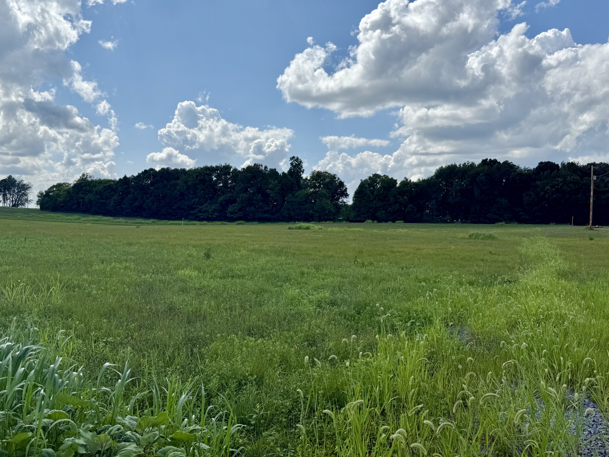 165 Perdue Cemetery Road Portland, TN 37148 - Photo 2 of 5 a view of a big yard with grass and large trees