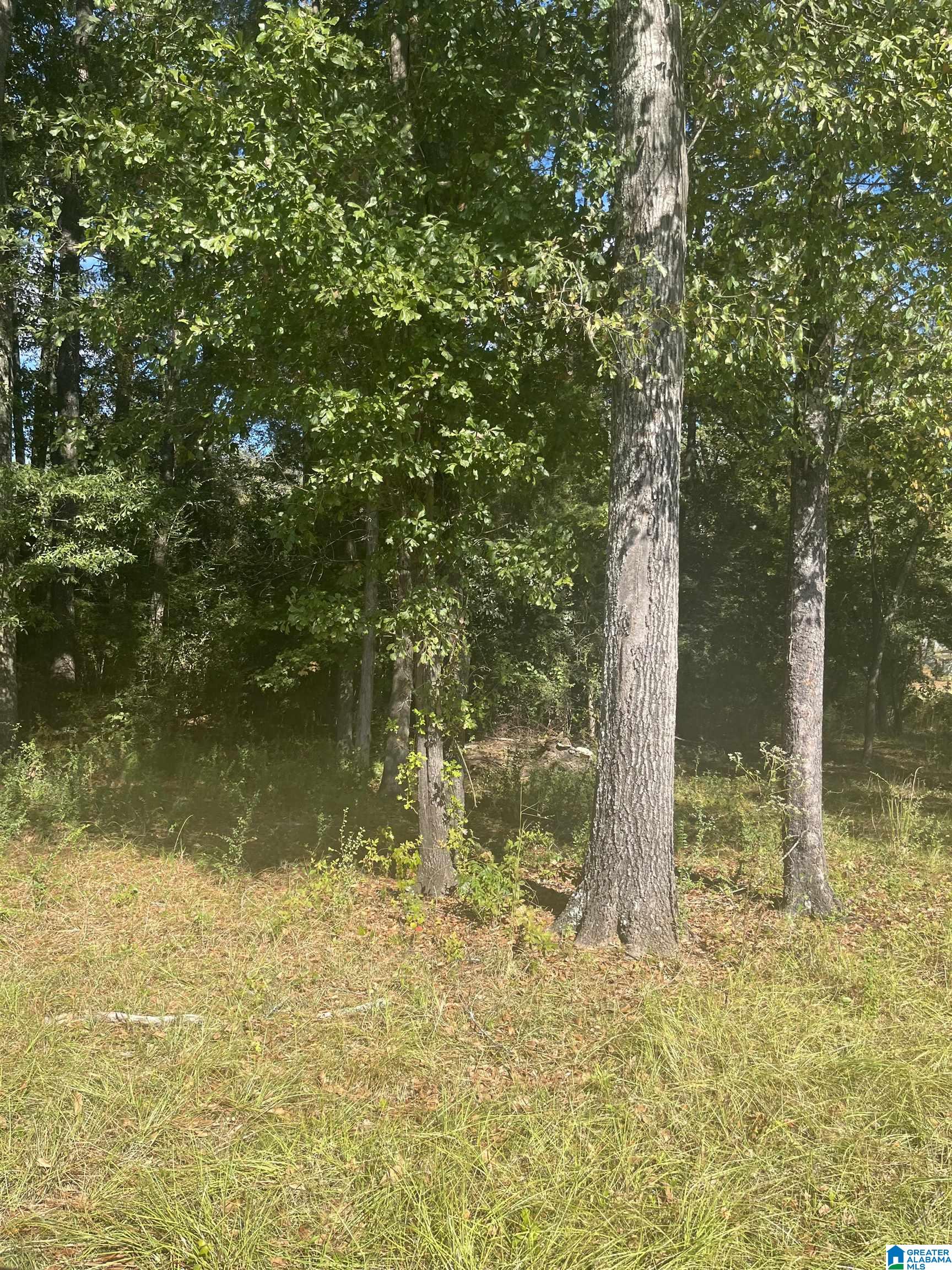 0 Olney Road, Unit 1 Aliceville, AL 35442 - Photo 5 of 5
