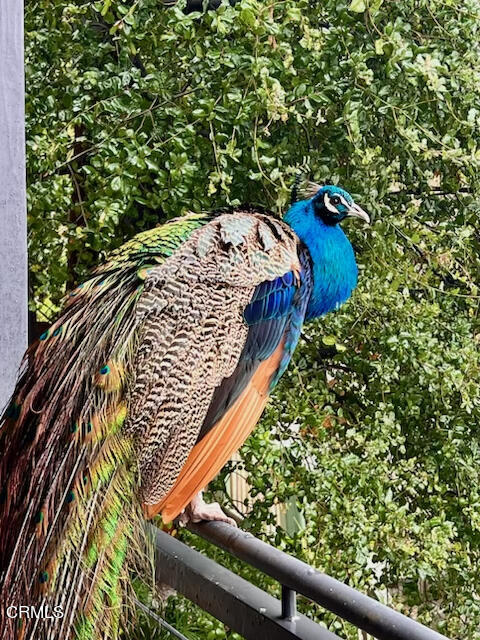 6287 Pine Crest Drive Los Angeles, CA 90042 - Photo 64 of 64 BIRD