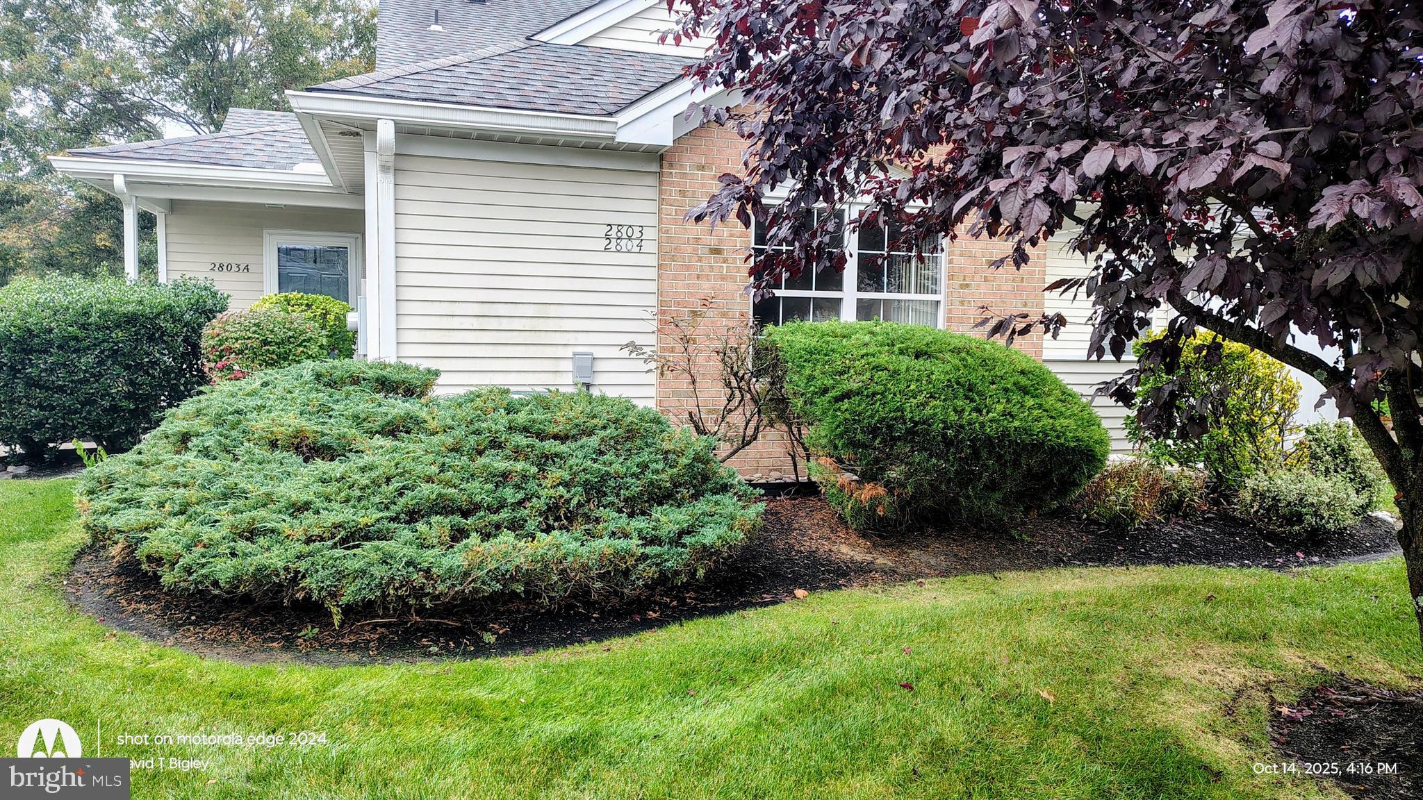 a view of backyard with potted plants and large tree