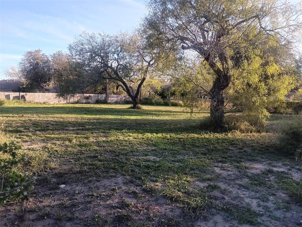 a view of a yard with a large tree