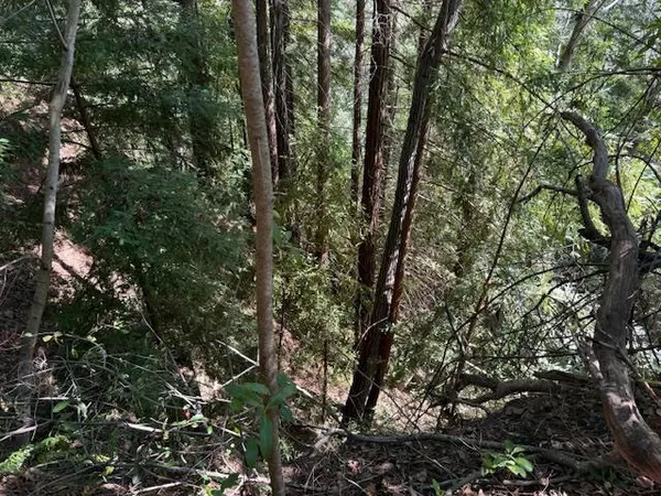 a view of a forest with a tree