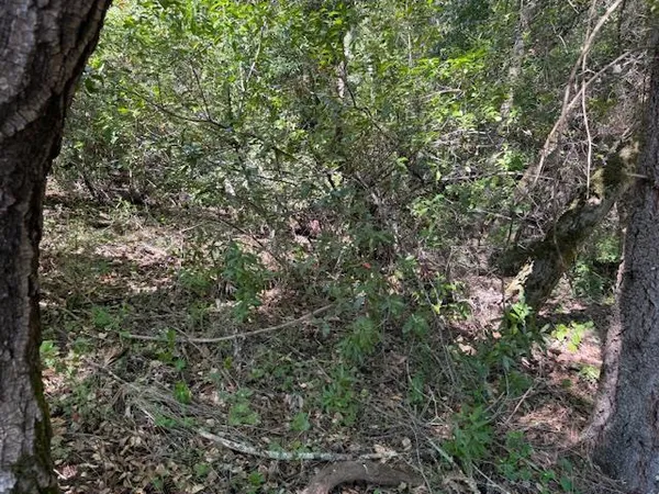 a view of a forest with trees in front of it