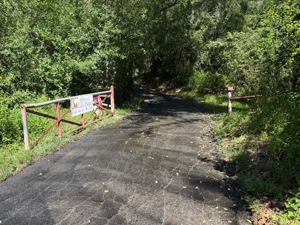 a view of a yard with plants and trees