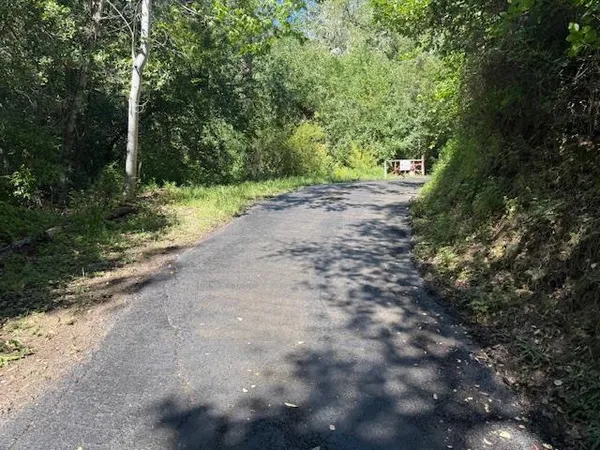 a view of a yard with plants and trees