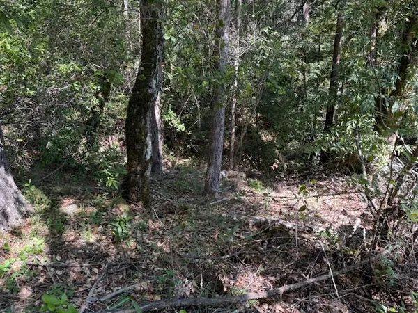 a view of a tree in a forest