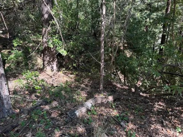 a view of a tree in a forest