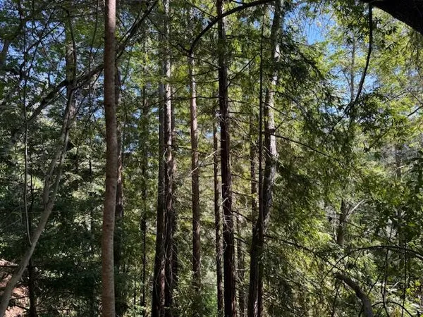 a view of a forest
