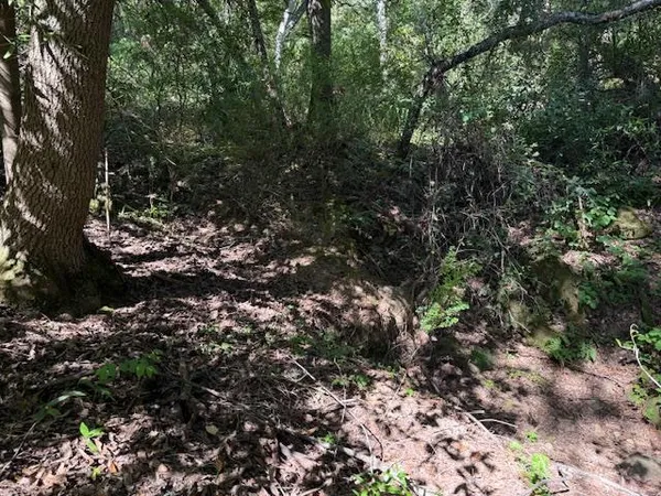 a view of a tree in a yard