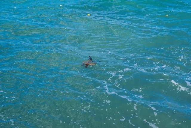 $530,000 | 4471 Lower Honoapiilani Road, Unit 112, Lahaina, HI 96761