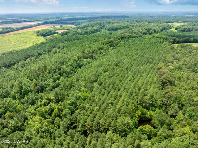 a view of a garden with a tree