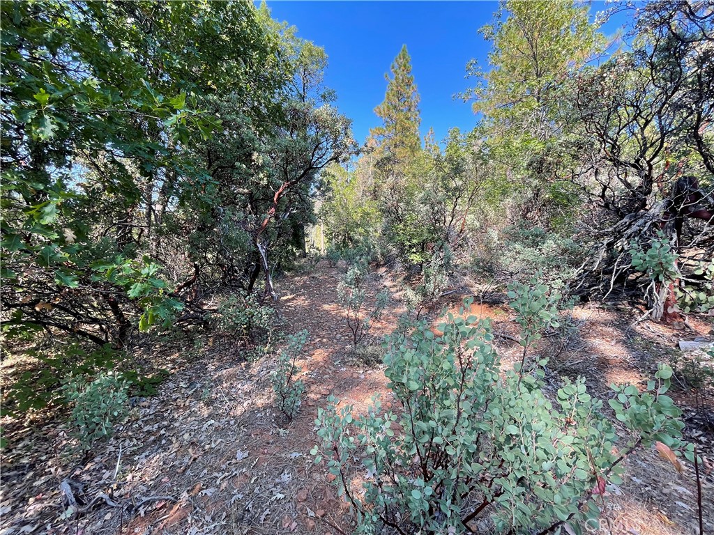 0 Forbestown Forbestown, CA 95941 - Photo 6 of 8 a view of a yard with a tree
